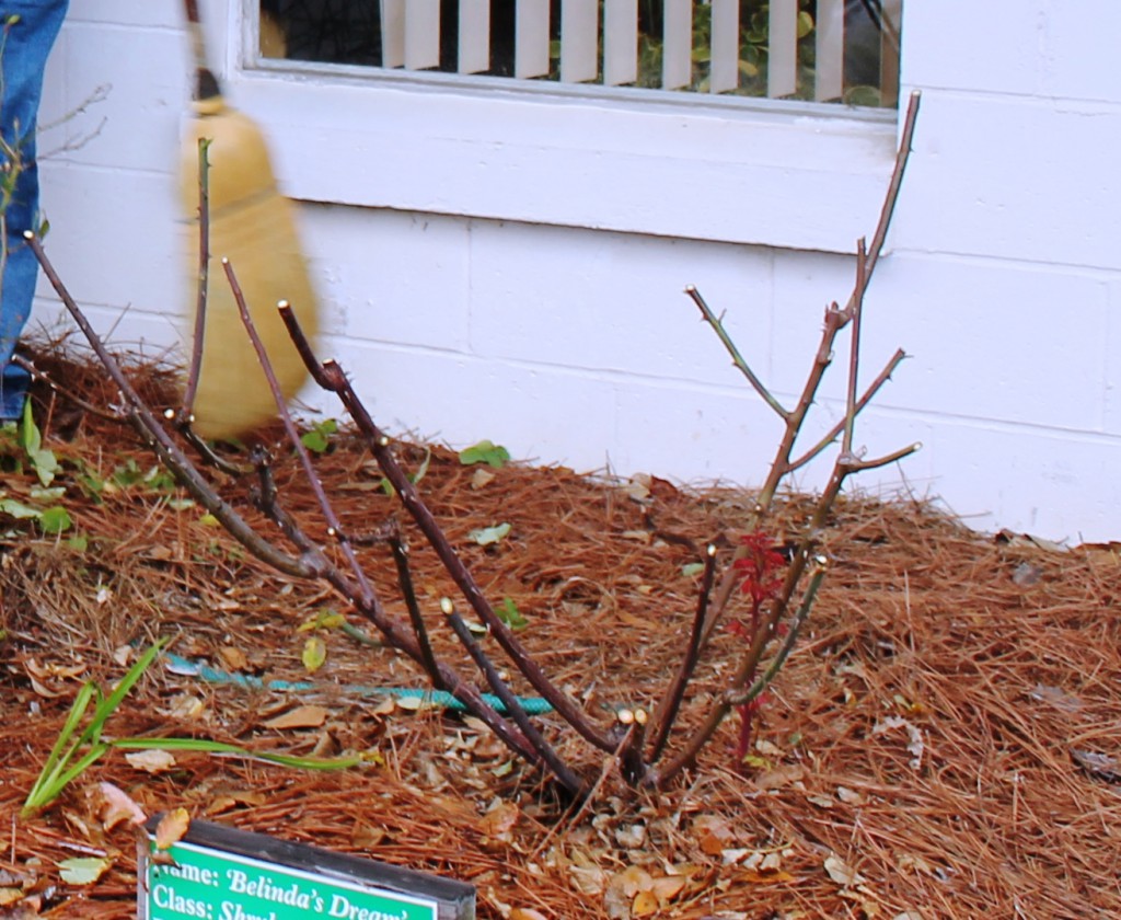 Typical "light" pruning of a Hybrid Tea or Floribunda. Image Credit Matthew Orwat