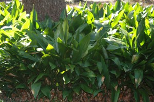 Cast Iron Plants under a live oak tree