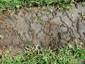 Mole cricket tunnels. Credit: N. Leppla, UF/IFAS
