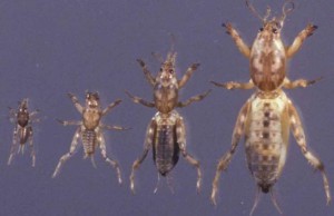 Mole cricket nymphs. Credit: J. Castner, UF/IFAS