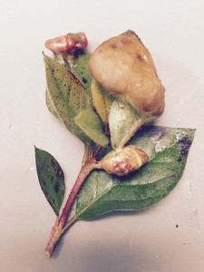 Azalea gall. Photo credit: Mary Derrick, UF/IFAS Extension.