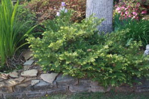 Japanese Plum Yew