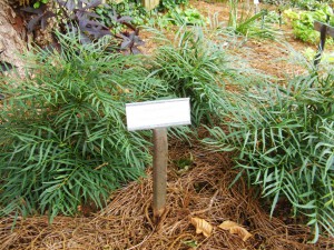Soft Caress Mahonia