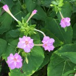 Pastel four o'clock opens late in the day. Photo credit: Linda Griffin, UF/IFAS Master Gardener.