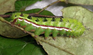 I O Moth Caterpillar, Image Credit UF Entomology