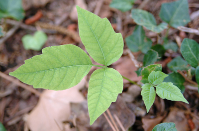 A picture of poison ivy with its characteristic 3 leaflets. 