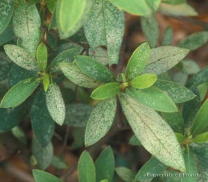 Damage caused by azalea lace bug. Photo credit: James Castner, UF/IFAS