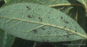 Azalea leaf with lace bugs. Photo Credit: James Castner, UF/IFAS