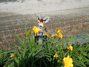 Deer are known to eat daylilies in the landscape. To prevent browsing, choose other plants or create a barrier with deer fencing.