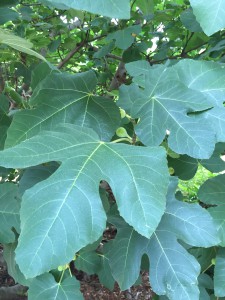 The large fig leaves are quite ornamental. Photo credit: Mary Derrick, UF/IFAS Extension.