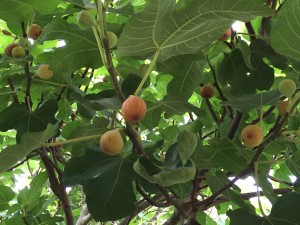 Ripe figs ready to pick. Photo credit: Mary Derrick, UF/IFAS Extension.