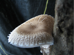 Shiitake Mushroom