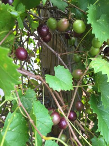 Muscadine grapes are ripening now! Photo credit: Mary Derrick, UF/IFAS Extension.