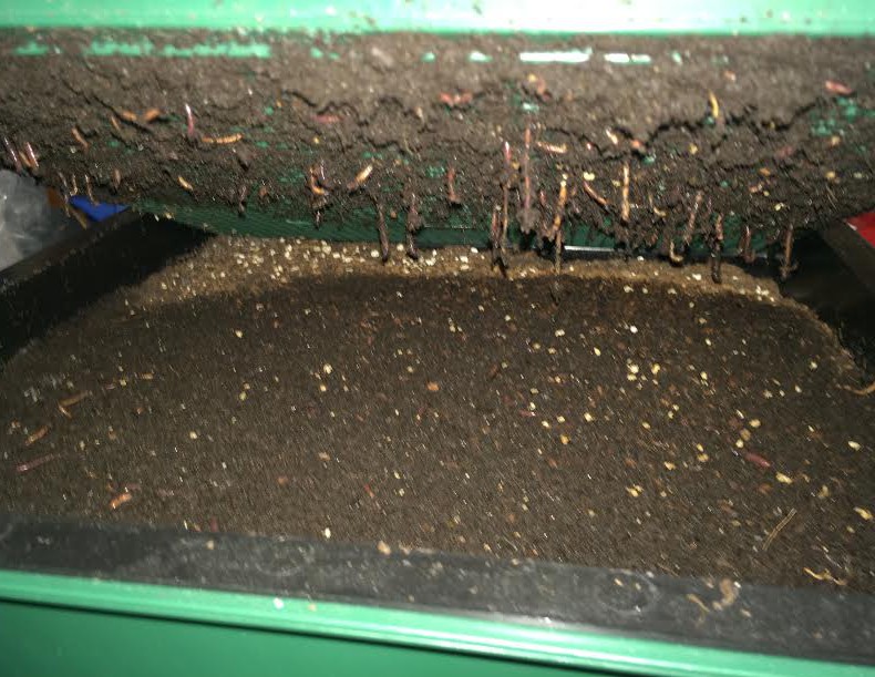 vermicompost layer mcj
