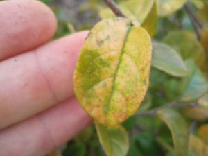 Plant Dieback