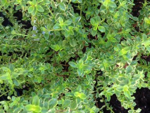 Variegated lemon thyme. Photo: JMcConnell, UF/IFAS