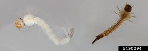 Mosquito larvae. Photo credit: Ari Farajollahi, Bugwood.org.