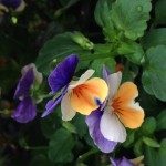 violas gator colors