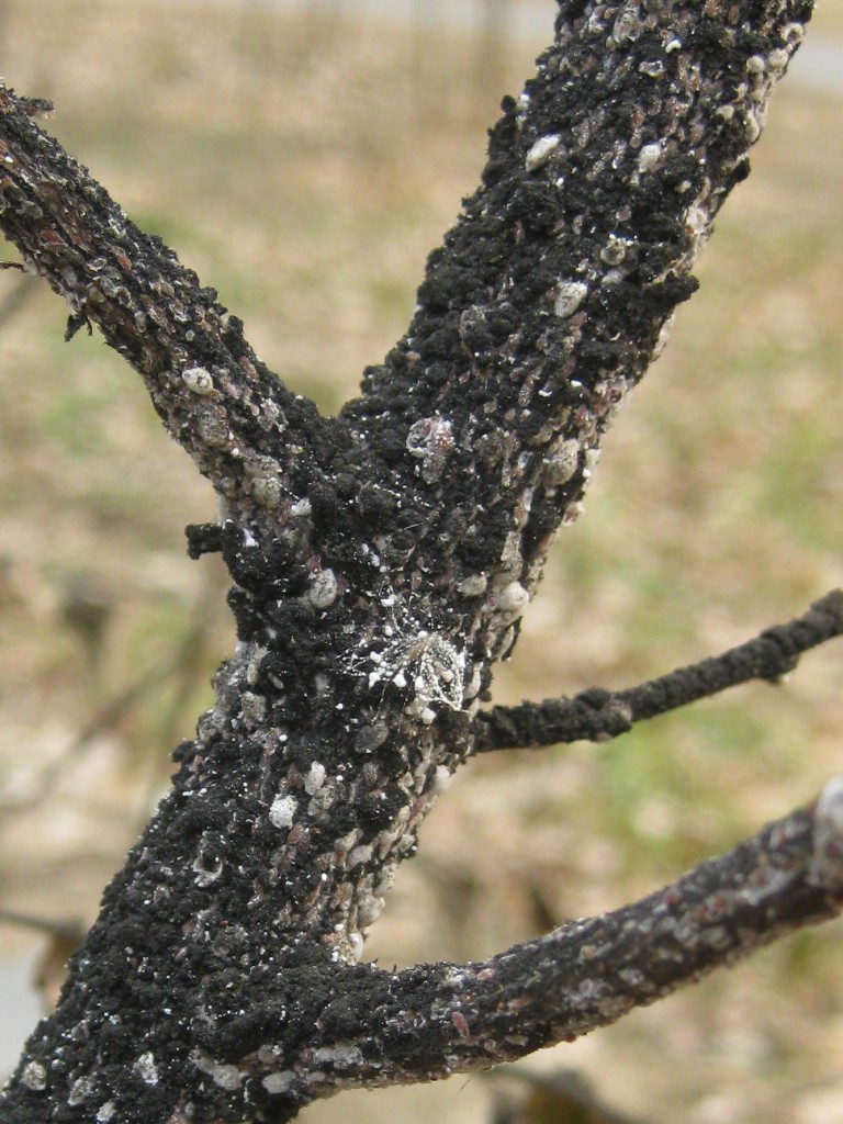 Crapemyrtle Scale, UF IFAS Extension