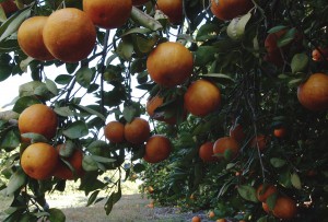 Orange grove at the University of Florida. UF/IFAS photo by Tara Piasio.