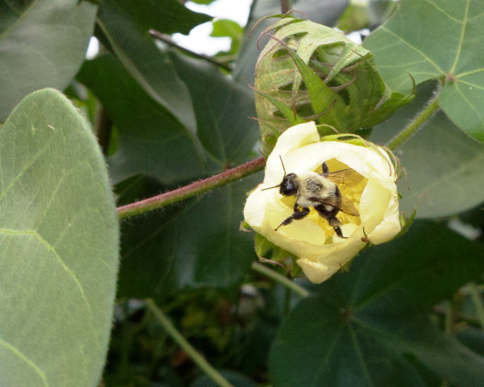 Cotton is largely self-pollinating, but attractive to bees. In some cotton varieties, pollination by bees can increase seed set per boll. Source: University of Georgia Pollination: Crop Pollination Requirements. Photo by Judy Biss