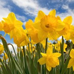 sunny_daffodils-2