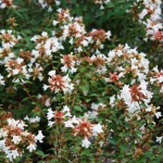 Clusters of tiny white flowers on abelia. Photo: Julie McConnell, UF/IFAS