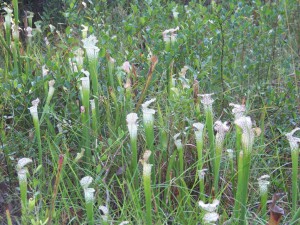 A meadow of white-topped pitcher plants in full spring bloom.