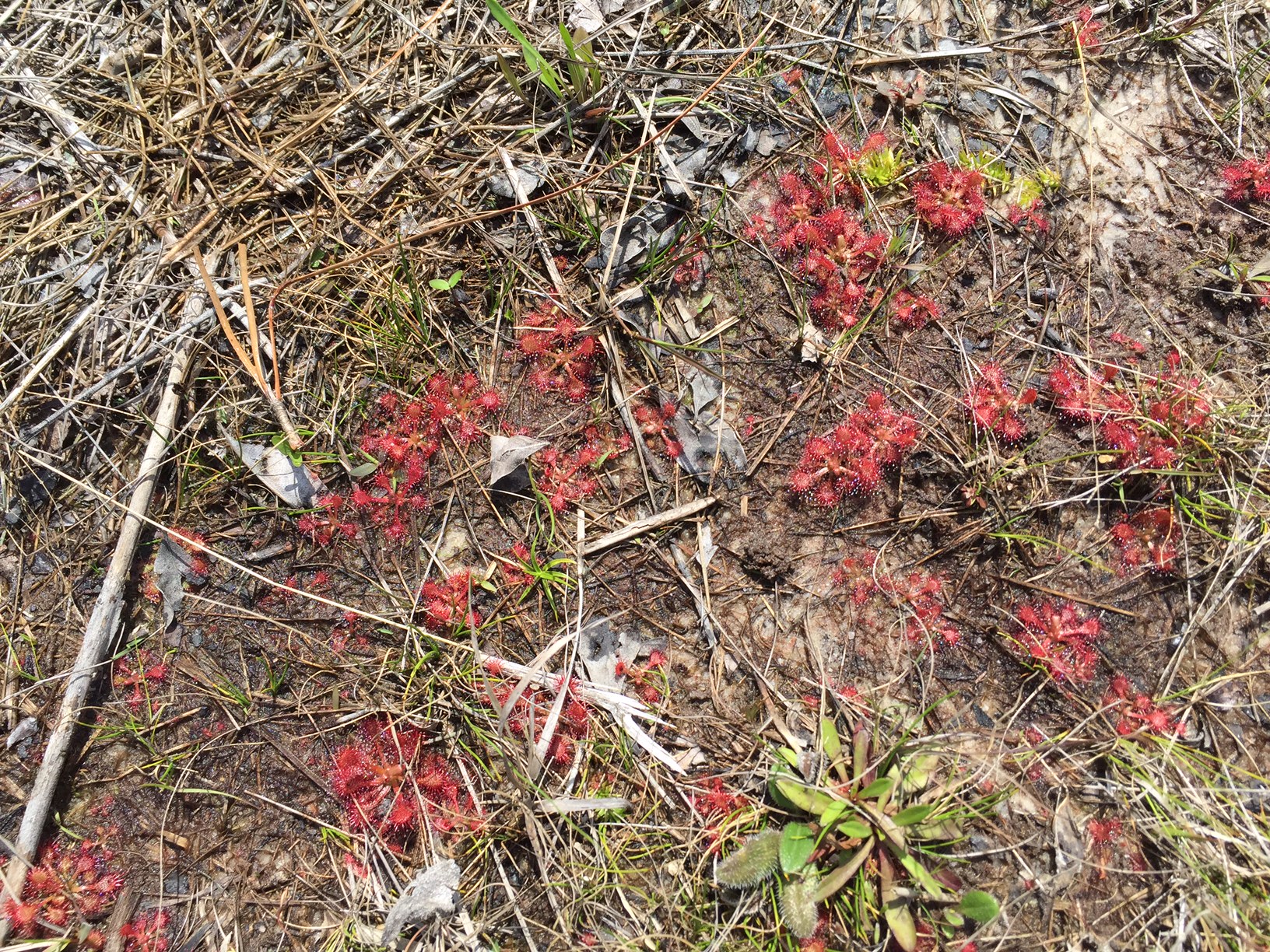Sundew Plants