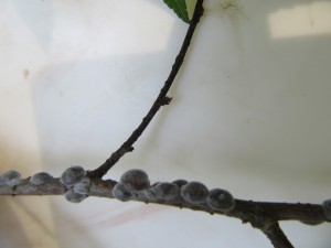 Scales on a Chinese Elm.