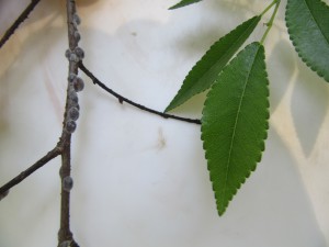 Scales on a Chinese Elm.