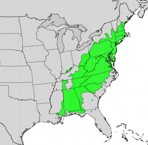Naïve range of mountain laurel.