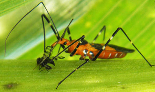 Garden tip: Green lacewing, a common beneficial insect – Marin