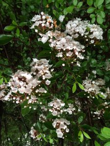 Mountain laurel. Photo credit: Sheila Dunning, UF/IFAS Extension.