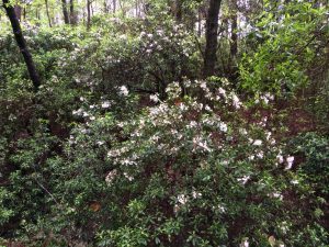 Mountain laurel in its native habitat. Photo credit: Sheila Dunning, UF/IFAS Extension.