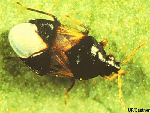 The minute pirate bugs are black with white markings. They prey on many small insects and eggs, including thrips. About 70 species exist in North America. Photograph by James Castner, University of Florida