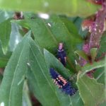 Multicolored Asian Lady Beetle Larvae feeding on aphids.
