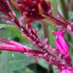 Pink aphid feeding on plant