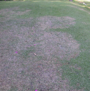 Figure 1. Large (brown) patch disease caused by Rhizoctonia solani. Credit. J. Bryan Unruh, UF/IFAS. 