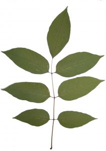 A compound leaf of an ash tree. Photo Credit: FDACS