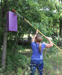 A woman hanging an emerald ash borer trap in a tree. Photo Credit: Texas A&M University