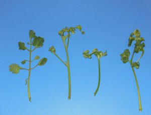 Herbicide damaged tomato plants. Photo by: Mark Tancig