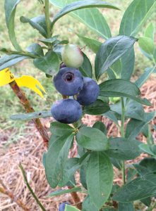 'Titan' blueberries at Blue Sky Berry Farm. Photo by Molly Jameson.