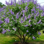 Vitex