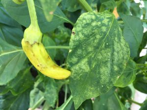 TSWV infection showing ring spot on leaves and lesions on fruit. Photo credit: Mary Derrick, UF IFAS Extension.