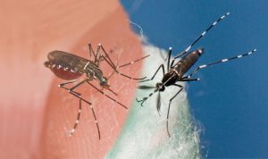 The invasive mosquitoes Aedes aegypti (left) and Aedes albopictus (right) occur in the Americas, including Florida, and have been implicated in the transmission of Zika virus.