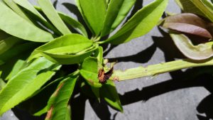 Planthopper feeding damage on sweet olive. Photo Credit: UF/IFAS Extension