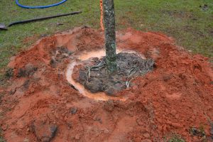 A tree installed in the cooler months has more time to establish before hot weather returns. 