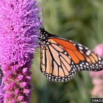 Monarch butterfly on dense blazing star (Liatris spicata var. spicata). Beverly Turner, Jackson Minnesota, Bugwood.org