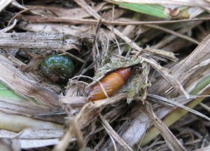 Pupa found in cocoon in St. Augustinegrass thatch. Photo Credit: Steven Arthurs, University of Florida/IFAS